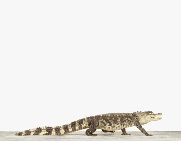 Alligator_7x9.jpg