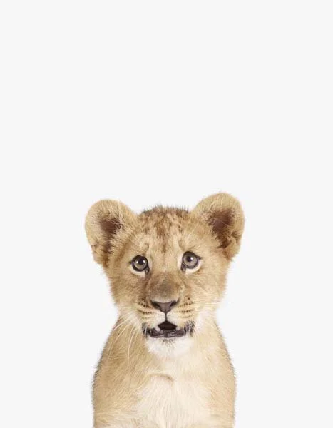 LD_Lion Cub_7x9.jpg