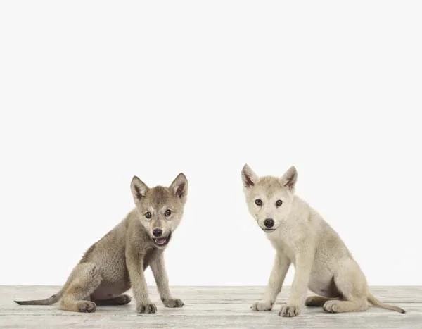 Wolfpup_Pair_7x9.jpg