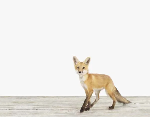 Baby Fox_7x9.jpg