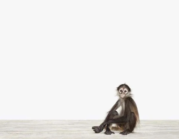 Baby Monkey01_7x9.jpg