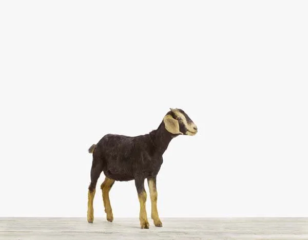 Baby Goat_7x9.jpg
