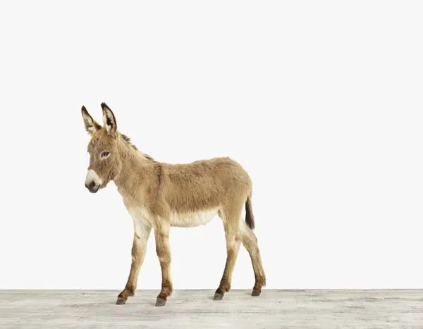 Baby Donkey_7x9.jpg