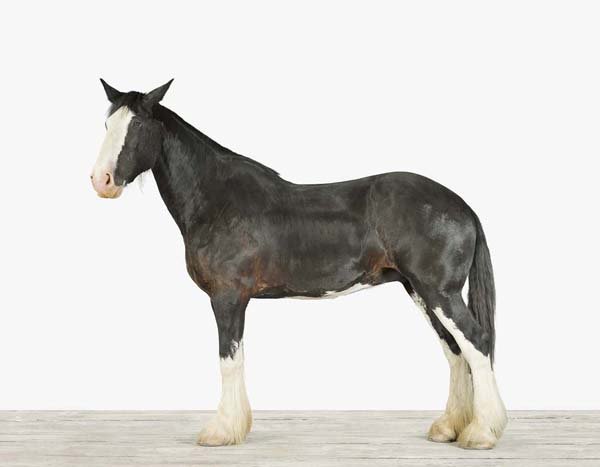 Clydesdale_7x9.jpg