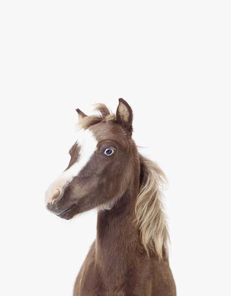 LD_Baby_Horse_7x9.jpg