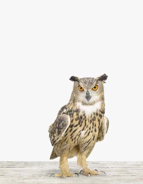Eagle Owl01_7x9.jpg
