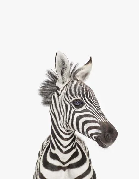 LD_baby_zebra_7x9.jpg