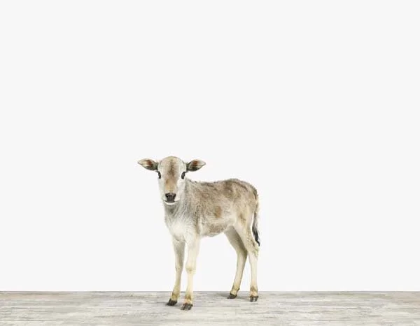 Baby Zebu01_7x9.jpg