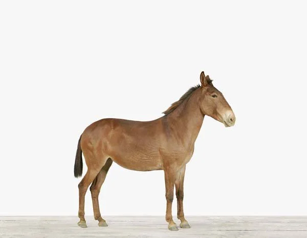 Mule01_7x9.jpg