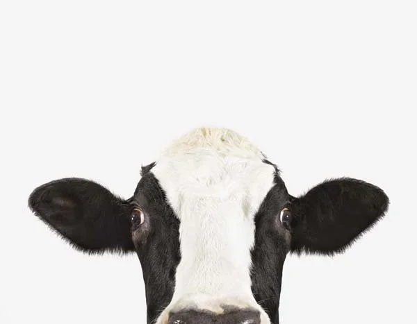 Cow02_7x9.jpg