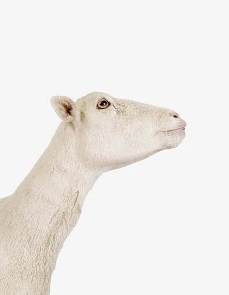 Sheep Profile_7x9.jpg