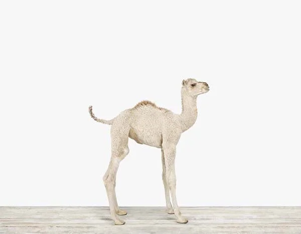 Baby Camel_7x9.jpg