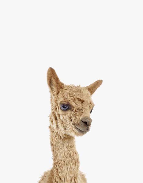 LD_Baby Alpaca_7x9.jpg