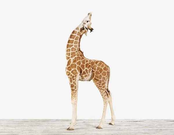Giraffe02_Horizontal_7x9.jpg