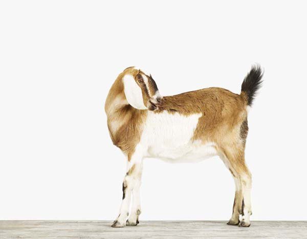 Nubian Goat_7x9.jpg