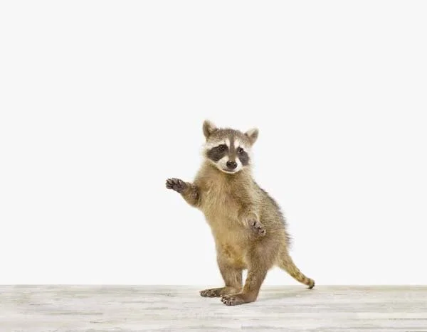 Baby Racoon01_7x9.jpg
