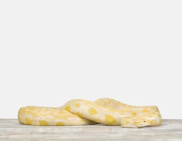 Albino Python_7x9.jpg
