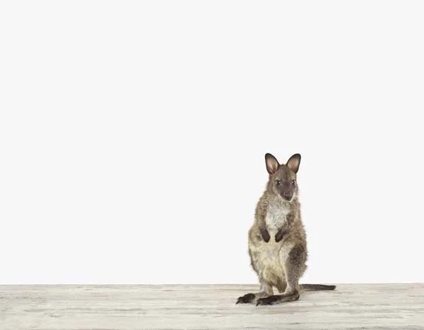 Baby_Wallaby_7x9.jpg