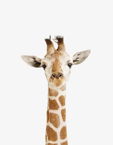 LD_Baby_GIRAFFE_7x9.jpg