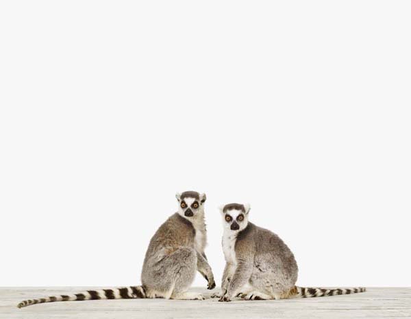 Lemurs_7x9.jpg