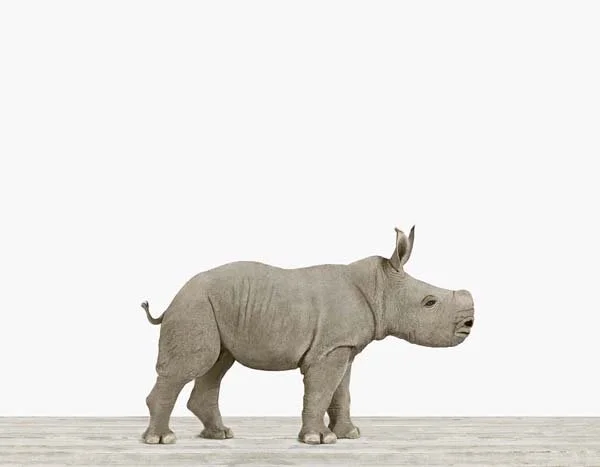 Baby_Rhinoceros_7x9.jpg
