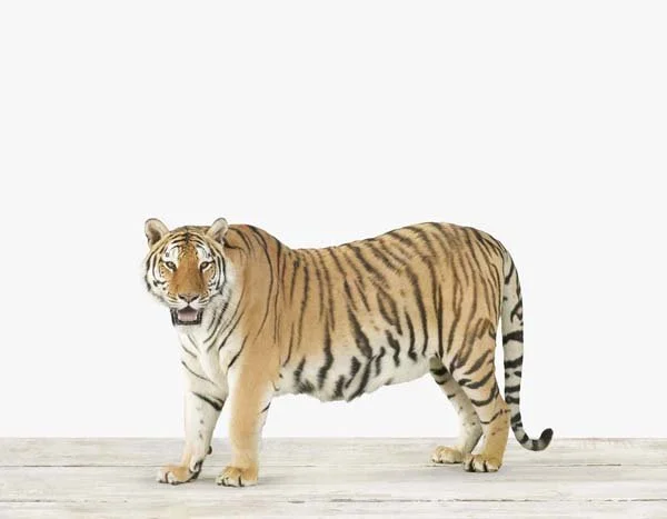 Tiger_01_7x9.jpg