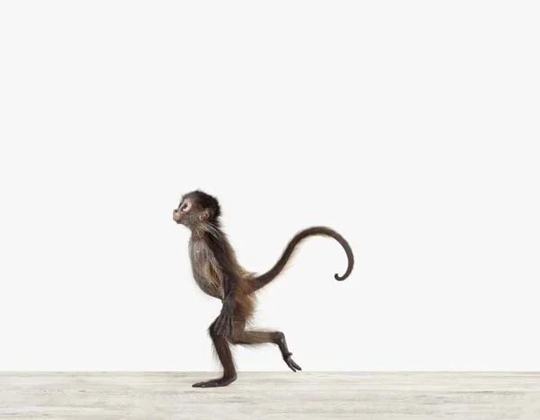 Baby Monkey02_7x9.jpg