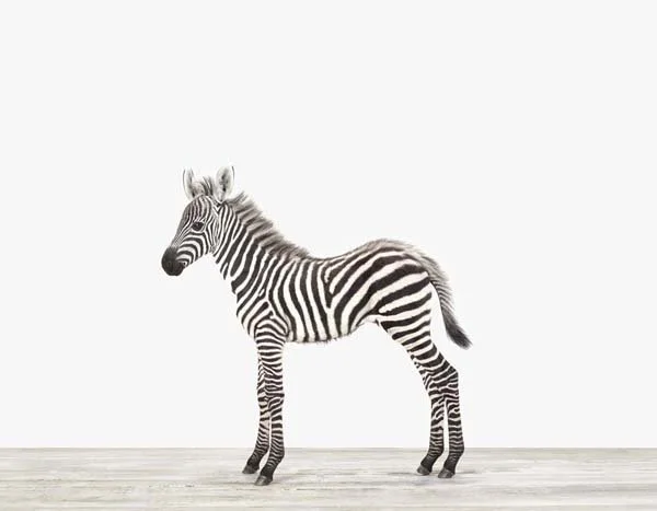 Baby_Zebra_7x9.jpg