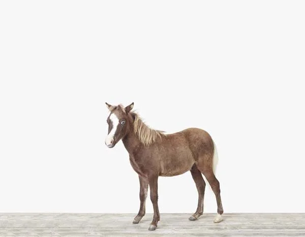 Baby Horse_7x9.jpg