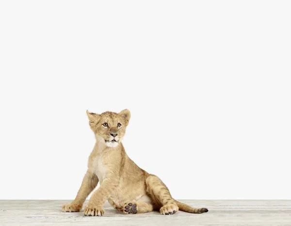 Lion Cub_7x9.jpg