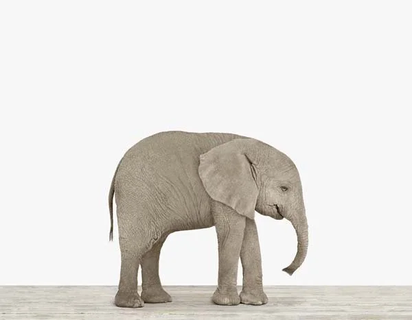 Baby Elephant_7x9.jpg