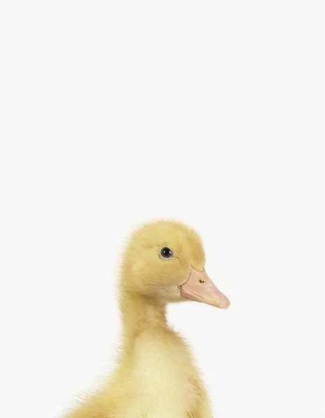 LD_Duckling_7x9.jpg