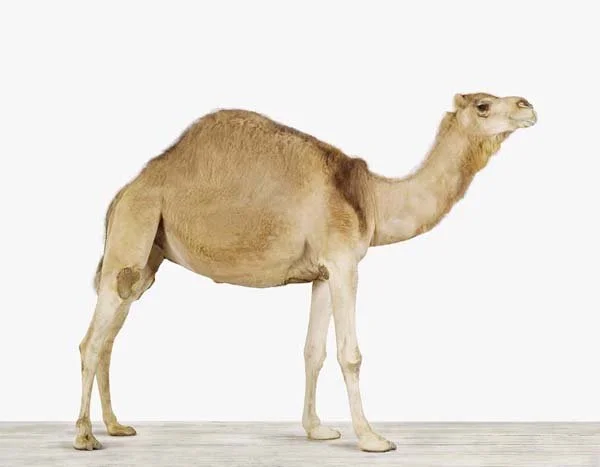 Camel_7x9.jpg