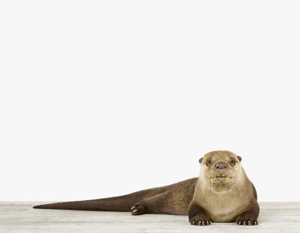 Otter_7x9.jpg