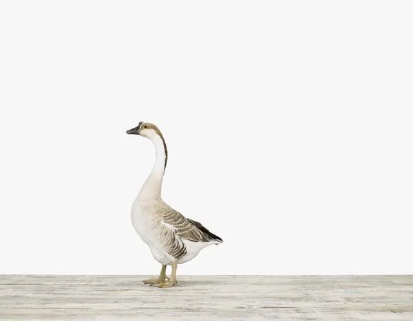 Grey Goose01_7x9.jpg