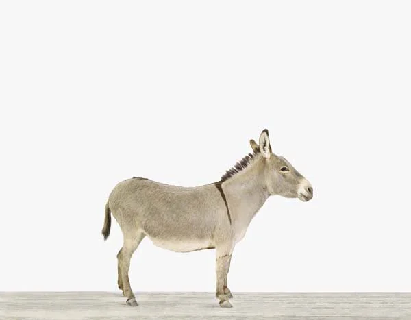 Miniature Donkey_Horizontal _7x9.jpg