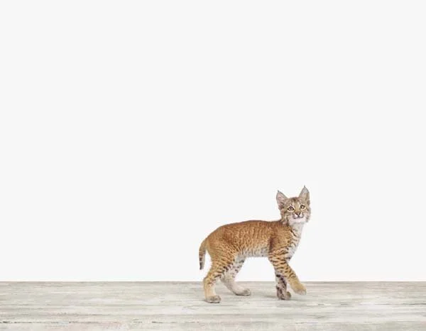 Baby Bobcat_7x9.jpg
