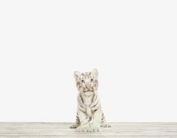 Baby White Tiger01_7x9.jpg