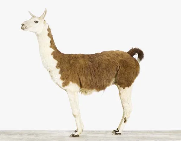 LLama_7x9.jpg