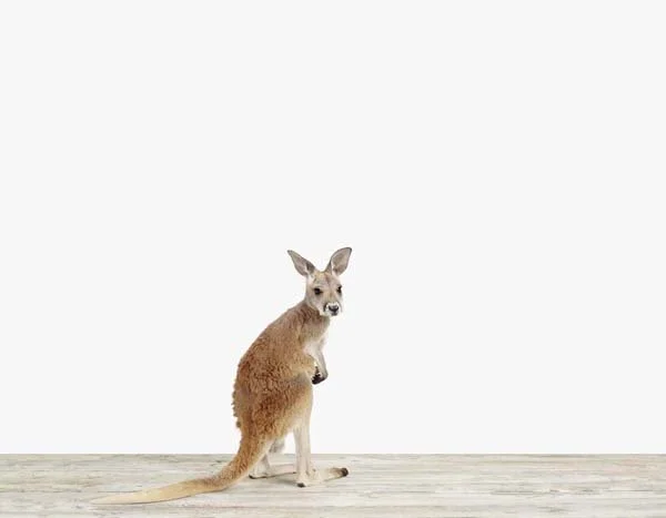 Baby Kangroo 02_7x9.jpg