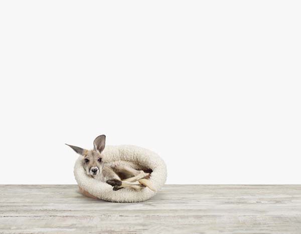 Baby Kangaroo01_7x9.jpg