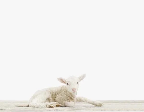 Lamb02_7x9.jpg