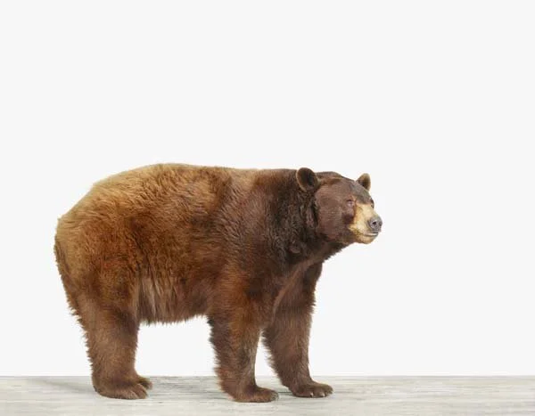 Bear_7x9.jpg