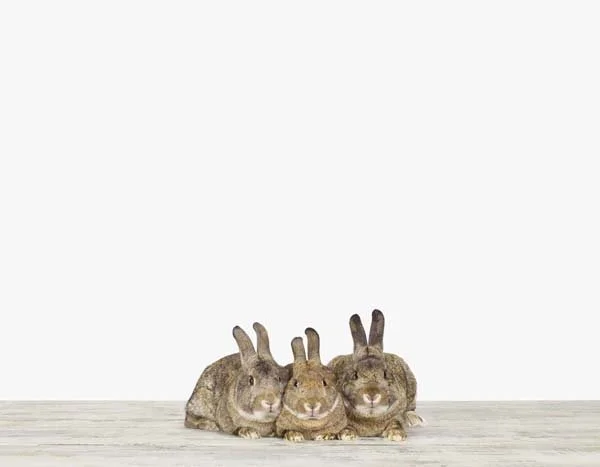 Bunnies_7x9.jpg