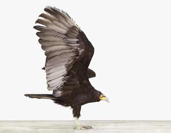 Vulture01_7x9.jpg
