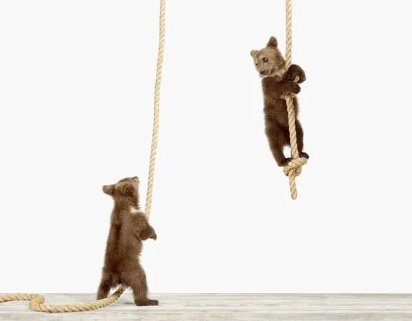 Climbing Cubs_7x9.jpg