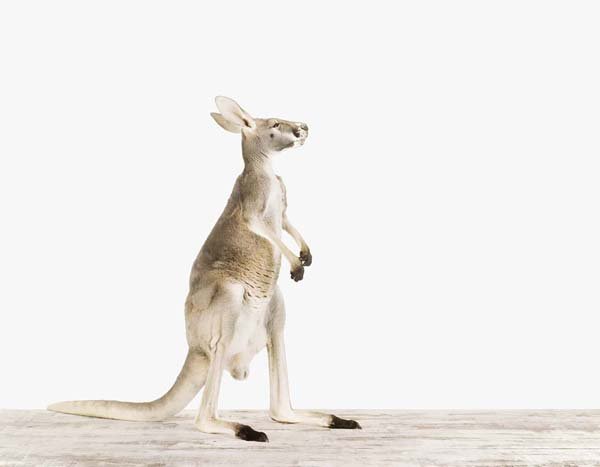 Kangaroo_7x9.jpg