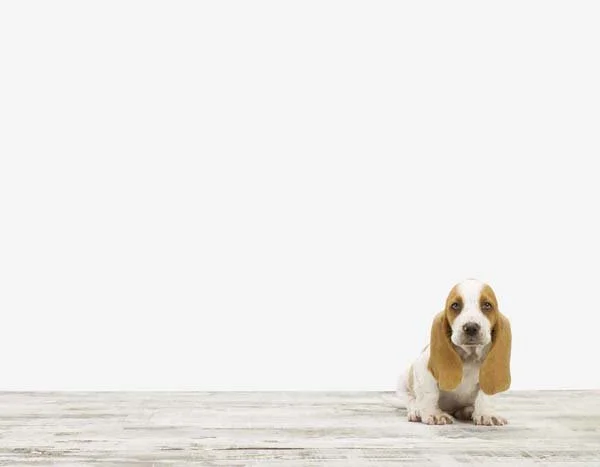 Basset Puppy_7x9.jpg