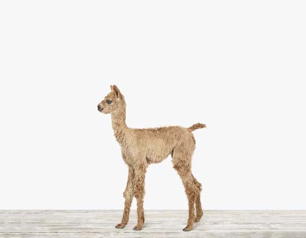 Baby Alpaca_7x9.jpg