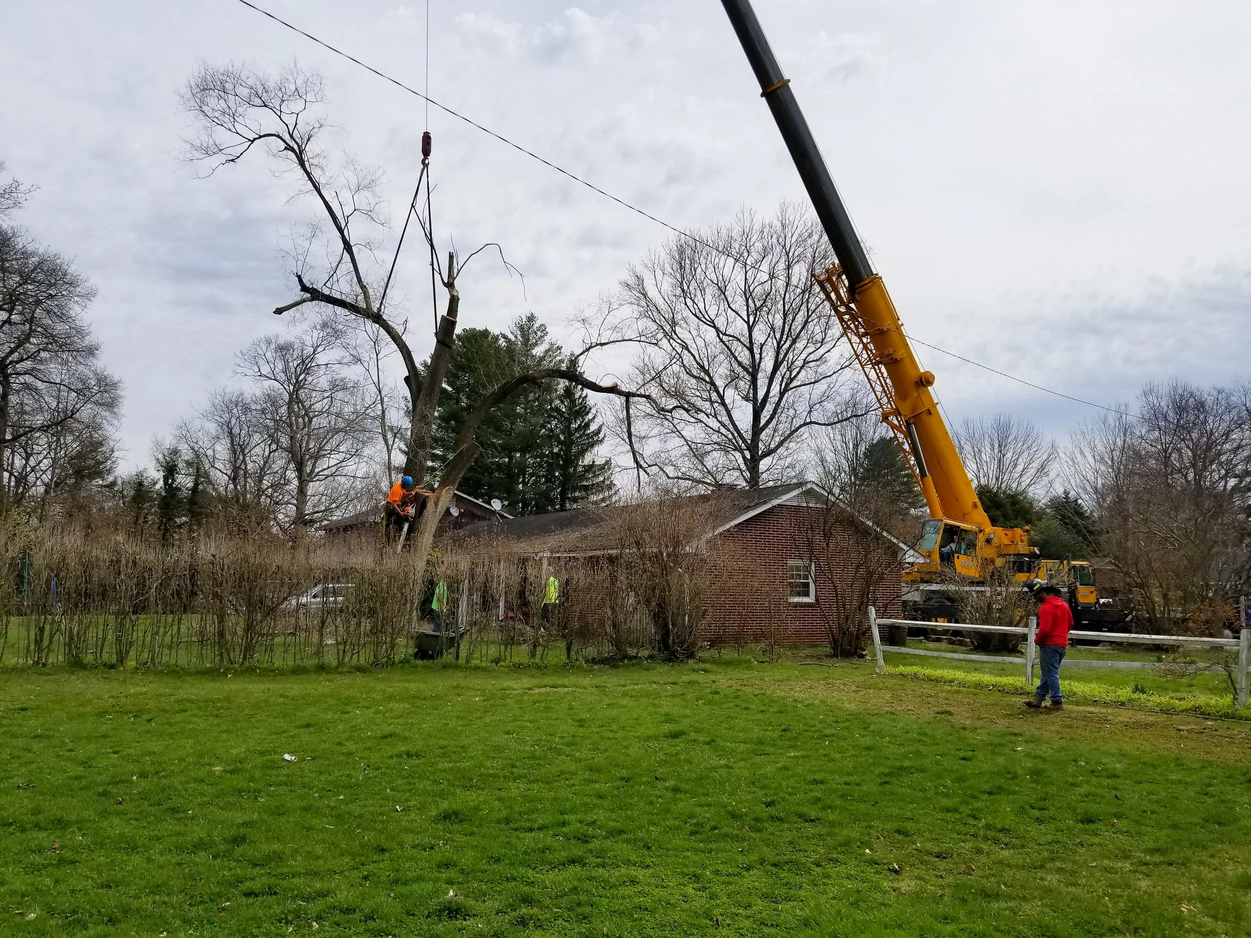 Tree being removed or trimmed using a crane in a residential yard with workers present.